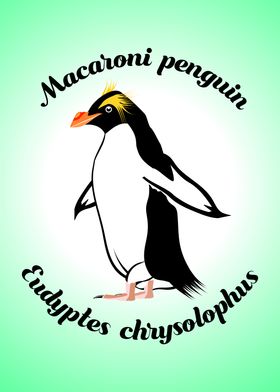 Macaroni Penguin