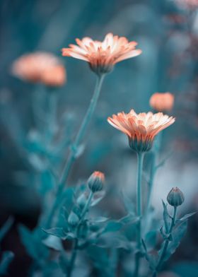 Couple, garden, macro