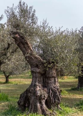 olive trees