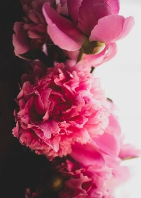 Abstract peonies