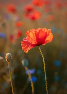 Red field poppies in glade