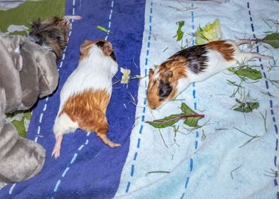 Guinea pigs relaxing 