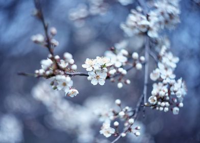White flowers, impression