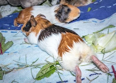 Guinea pigs relaxing 