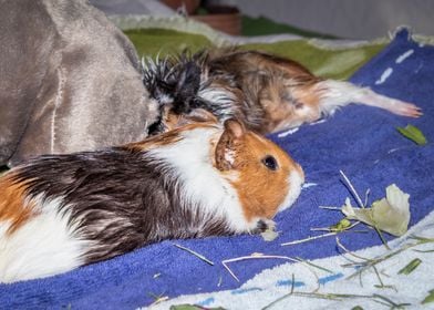 Guinea pigs relaxing 