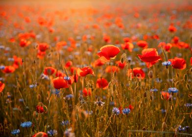 Red field poppies in glade