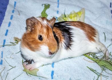 Guinea pigs relaxing 