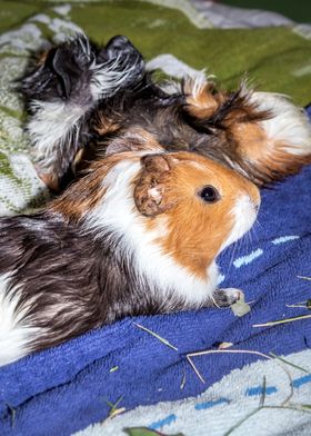 Guinea pigs relaxing 