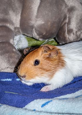 Guinea pigs relaxing 