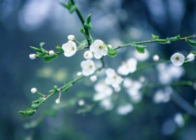 Spring white flower macro 