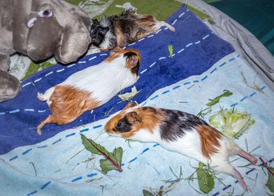 Guinea pigs relaxing 