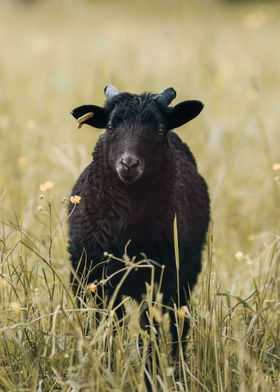 Baby Sheep