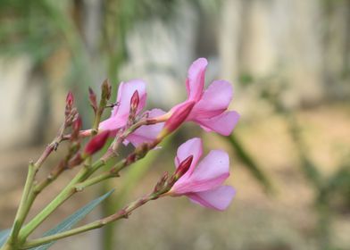 Bunch of pink flower