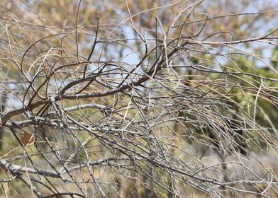 Dried plant