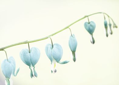Blue hearts flower, macro
