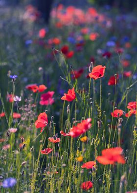 Red field poppies in glade
