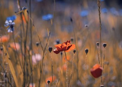 Red poppy flower, meadow