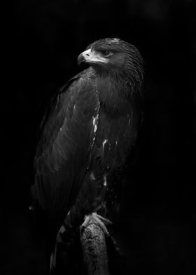 Black White Eagle