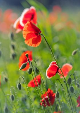 Red field poppies in glade