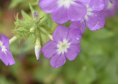 Bunch of purple flower