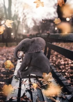 Baby Elephant on a bench