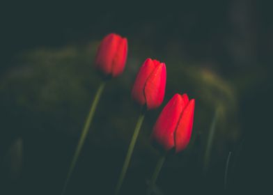 Soft vibrant red tulips
