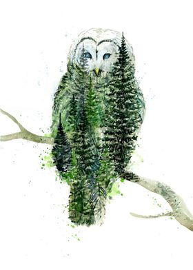 Athena Barred Owl