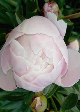 Peony in knob