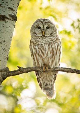 Sunny Barred Owl