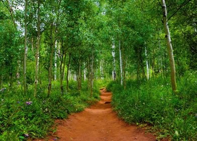 Colorado Summer Hike Path