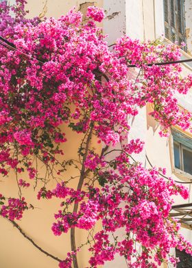 Pink Flowers on Wall