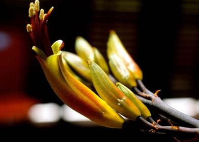 Macro Blooming Flower