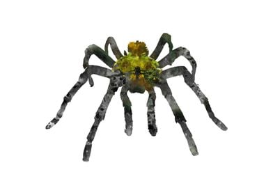 Tarantula 