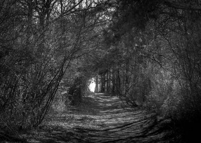 forest tunnel