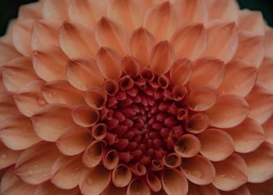 Orange Macro Dahlia Floral