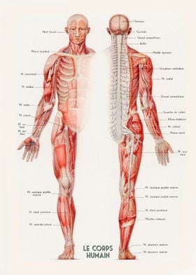 Affiche d'anatomie Muscles corps humain -MediPrevention, Extra large