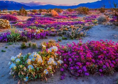 Desert flowers