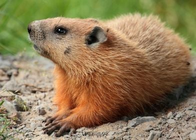 Marmot