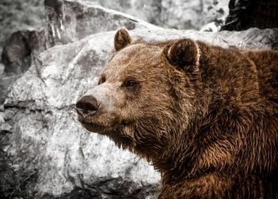 Grizzly Bear Photograph