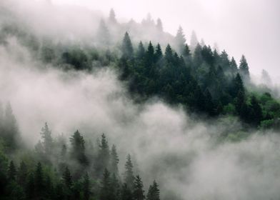 Trees in foggy Forest