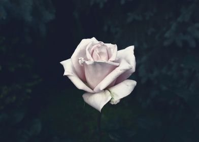 Rose on dark garden