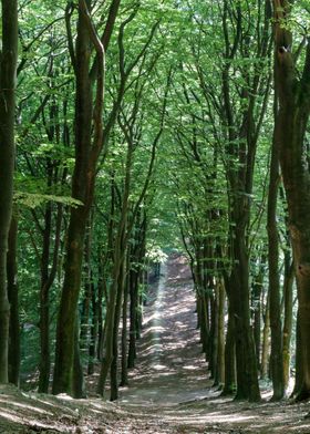 Descending into the forest