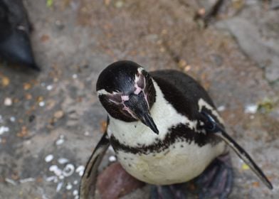 Penguin Staring Contest