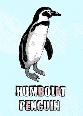 Humboldt penguin