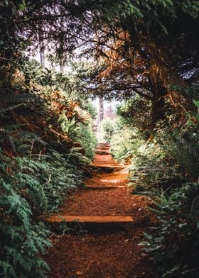 Forest Path Oregon Coast