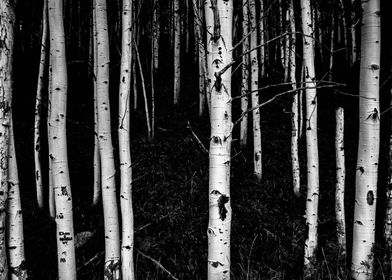 Black & White Aspen Tree