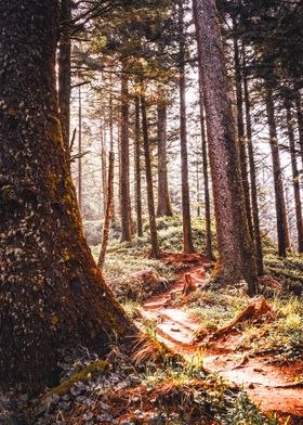 Fairy Tale Forest Oregon