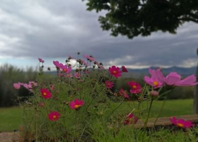 South African Flowers