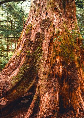 Giant Tree in the Forest 