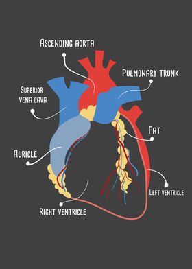 Anatomical Heart Medical